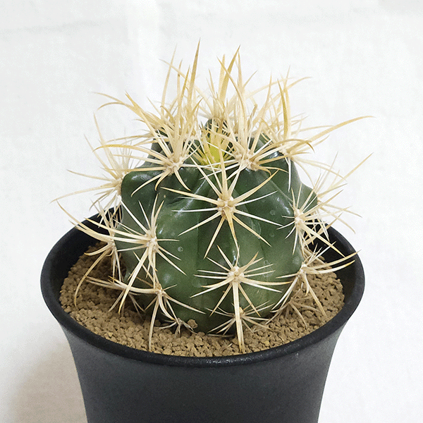 サボテン 黄金冠 3号 プラ鉢 種類 一覧 種 土 丸 観葉植物 多肉植物