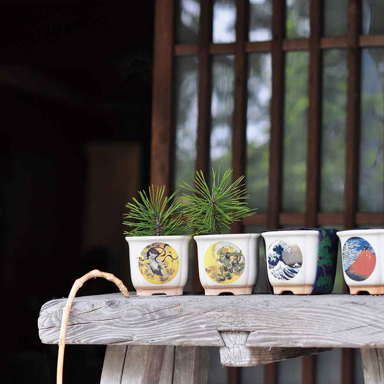 栽培キット 盆栽 4種セット 松 聖新陶芸 まつ JAPANESE BONSAI 栽培