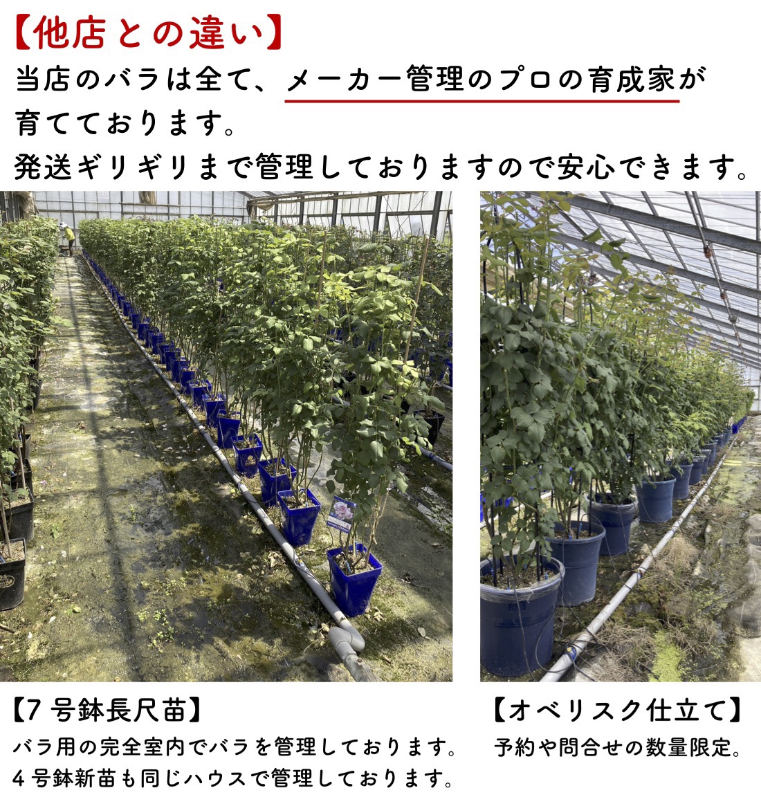 送料無料 エクリュ6号鉢大苗予約 鉢植え バラ 薔薇 ロサ オリエン