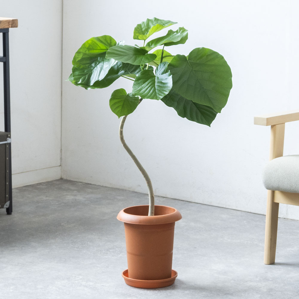 観葉植物 本物 フィカス・ウンベラータ 曲がり樹形 7号鉢 鉢カバー