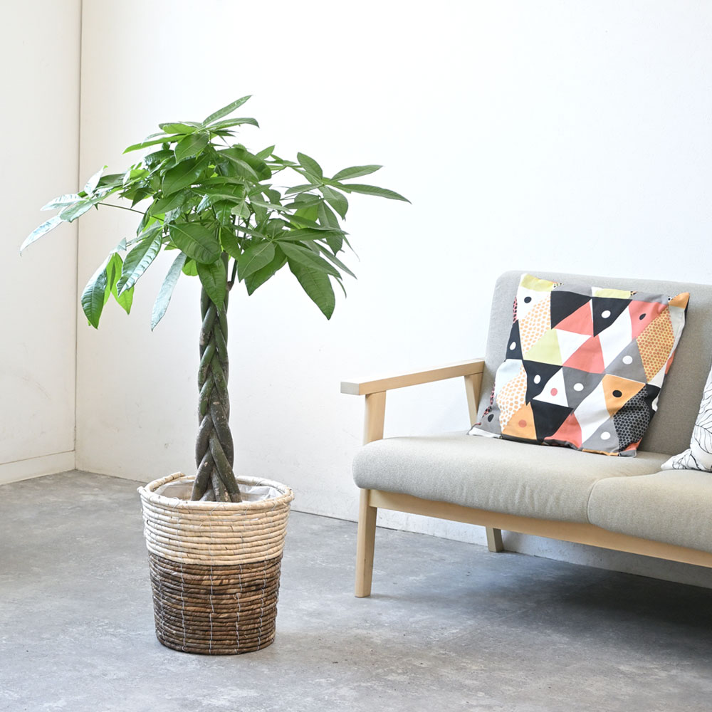 観葉植物 本物 パキラ 8号鉢 選べる鉢カバー付 セット 大型 通販 人気