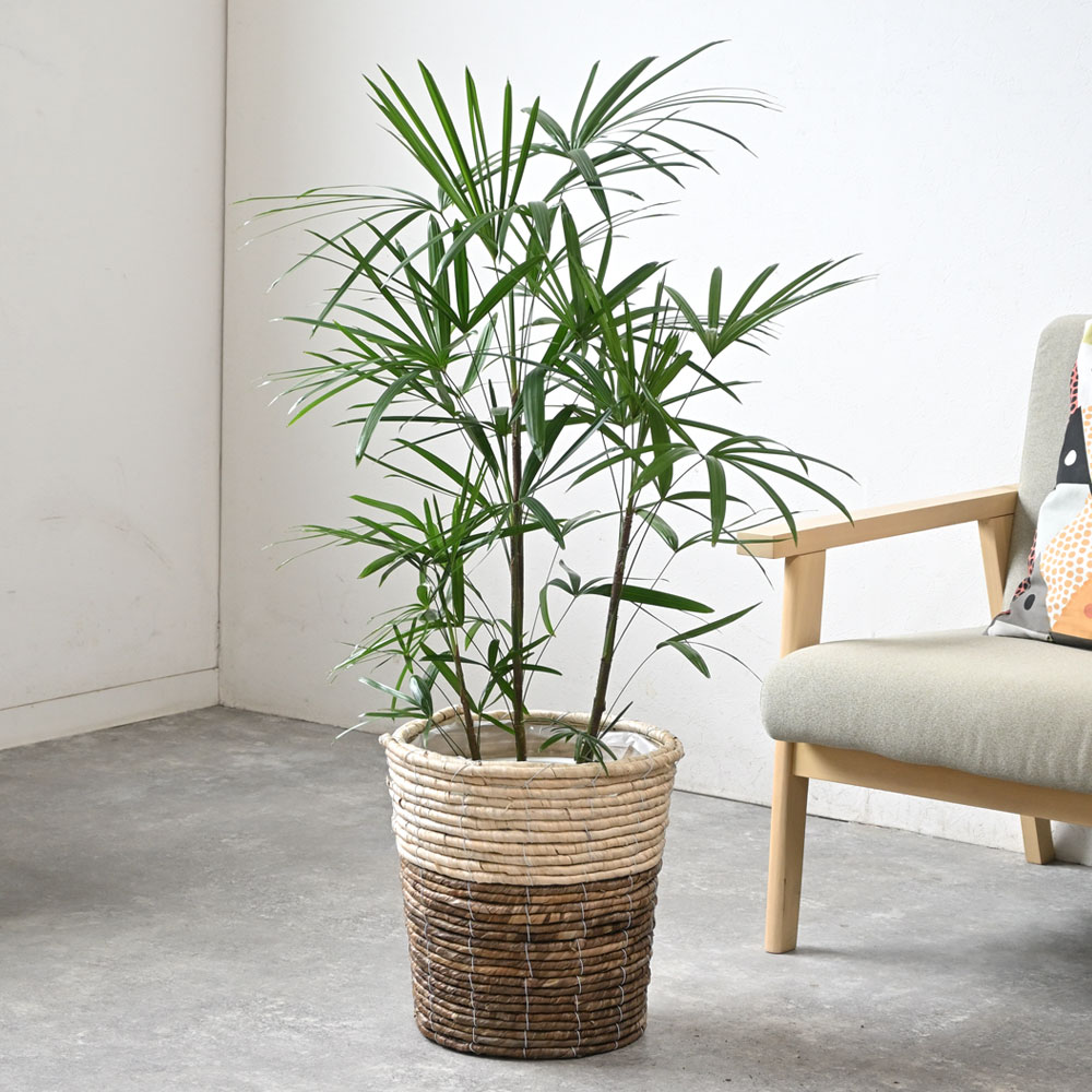 観葉植物 本物 棕櫚竹 シュロチク 8号鉢 鉢カバー 付き セット 大型
