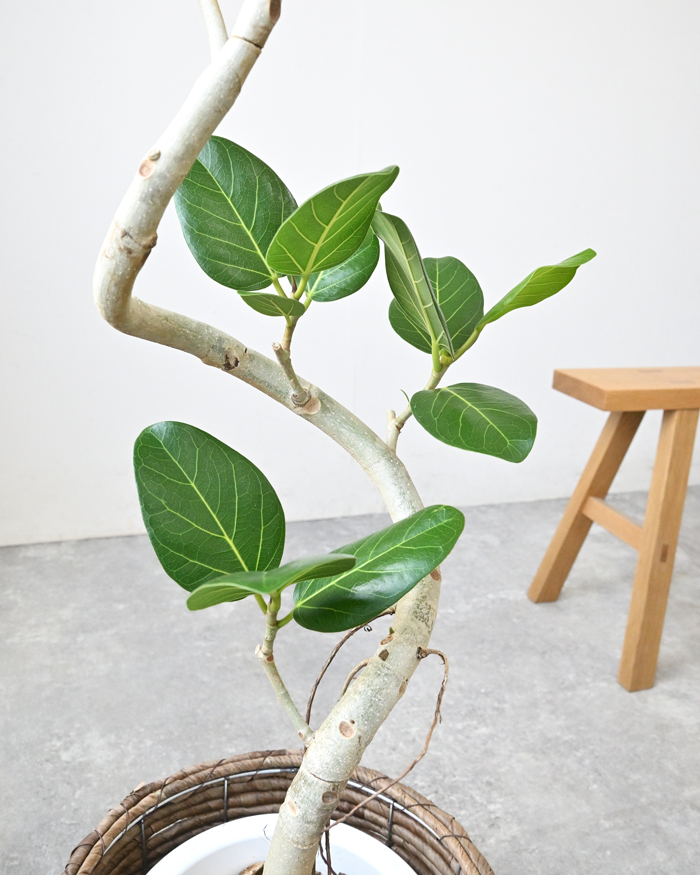 観葉植物 本物 フィカス・ベンガレンシス 7号鉢 らせん樹形 ベンガル