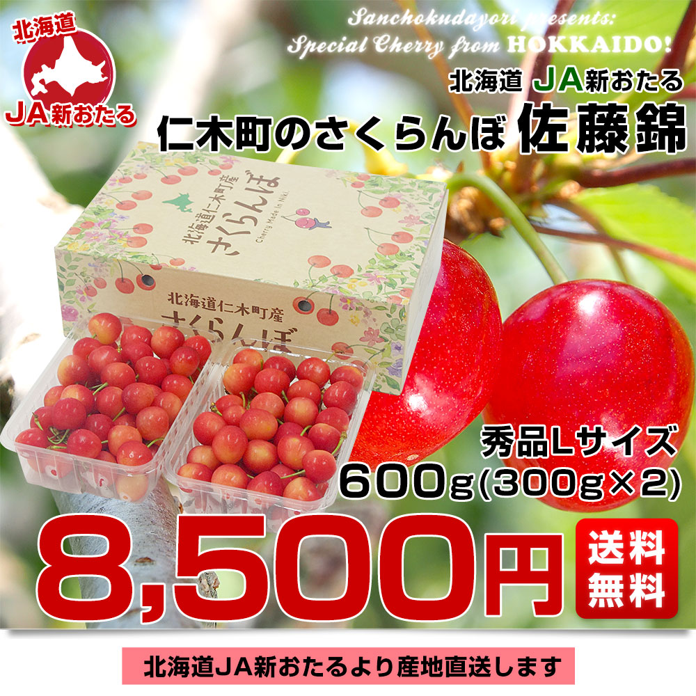 北海道から産地直送 JA新おたる 仁木町のさくらんぼ（佐藤錦） 秀品 L