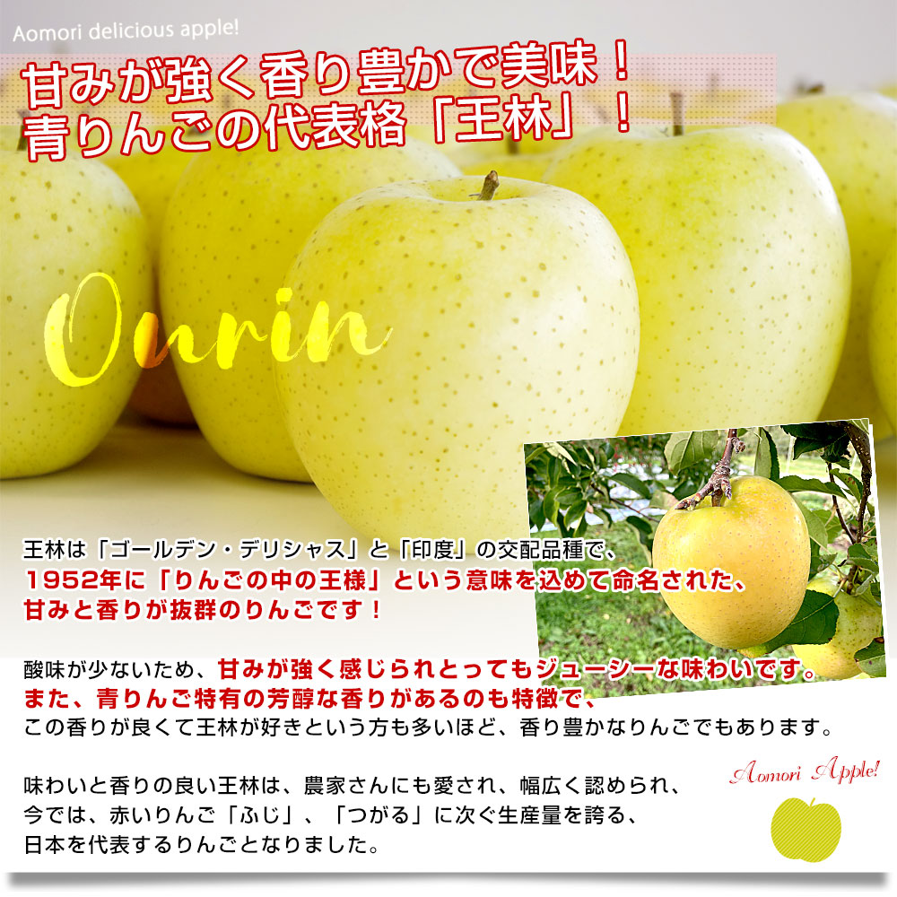 青森県産 JAつがる弘前 りんご詰め合わせ サンふじ＆王林 約3キロ 8玉