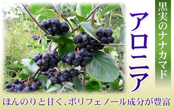 アロニア（冷凍果実）500g 北海道産【9月上旬出荷開始】 : 旬をお