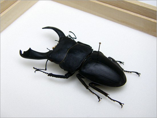 昆虫標本 オオヒラタクワガタ 桐箱 : ソプラノYahoo!店 - 通販 - Yahoo