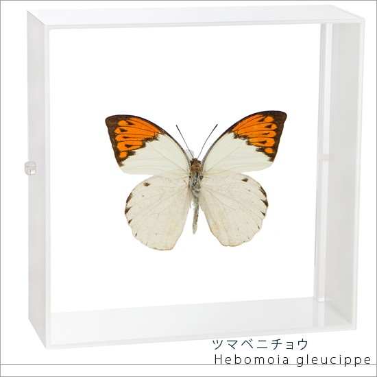 昆虫標本 蝶の標本 ツマベニチョウ アクリルフレーム 白 : ソプラノ