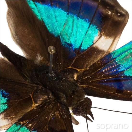 昆虫標本 蝶の標本 ナンベイコムラサキ メタリック調ライトフレーム