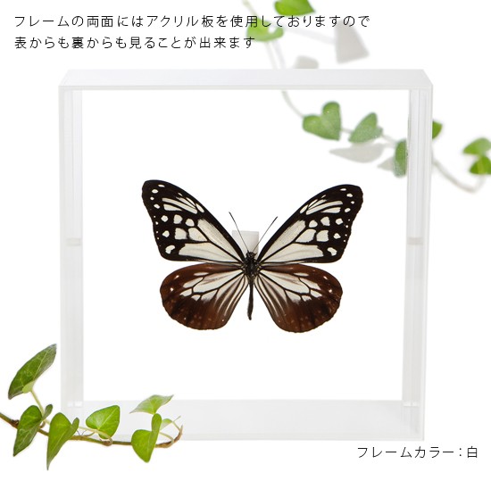 昆虫標本 蝶の標本 アサギマダラ アクリルフレーム 白 : ソプラノYahoo