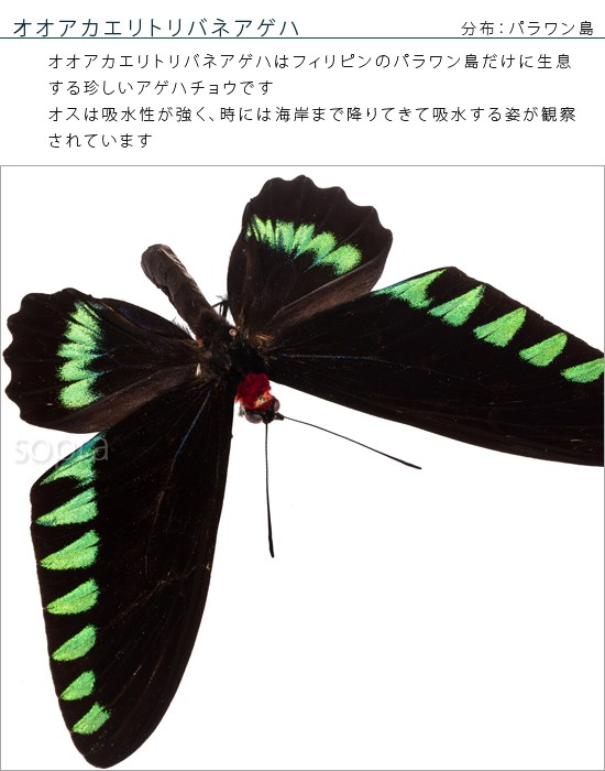 昆虫標本 蝶の標本 オオアカエリトリバネアゲハ メタリック調ライト