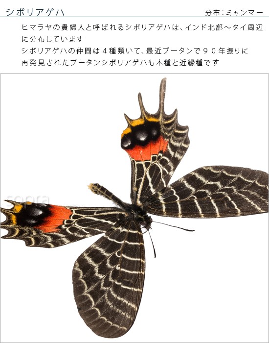 昆虫標本 蝶の標本 シボリアゲハ メタリック調ライトフレーム