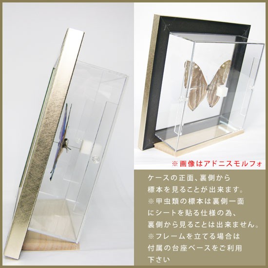 昆虫標本 蝶の標本 シボリアゲハ メタリック調ライトフレーム