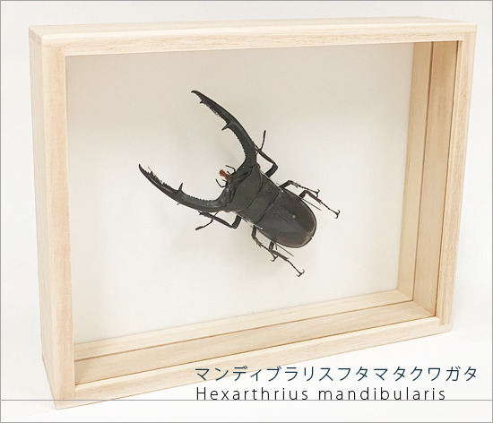 昆虫標本 マンディブラリスフタマタクワガタ 桐箱 : ソプラノYahoo!店