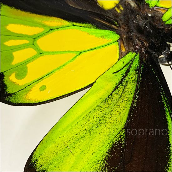 昆虫標本 蝶の標本 ゴライアストリバネアゲハ メタリック調ライト