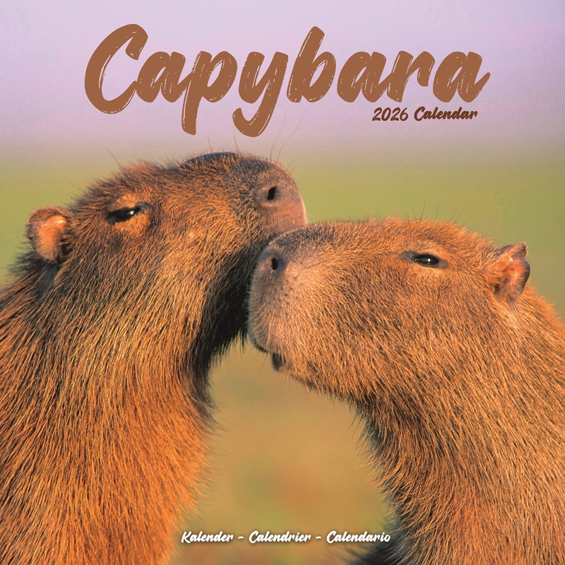 ☆カレンダー カピバラ【レギュラーサイズ/壁掛け】 2026年 令和8年 暦