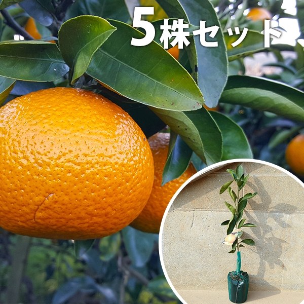 5本セット】 スイートスプリング樹高0.4m前後 15cmポット みかん