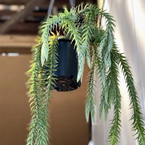 観葉植物:フペルジア ゴエベリー*吊り鉢 : 遊恵盆栽 Yahoo!店 - 通販