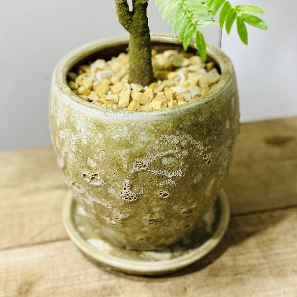 観葉植物：ネムの木 エバーフレッシュ*鉢植え 受皿付 : 遊恵盆栽 Yahoo