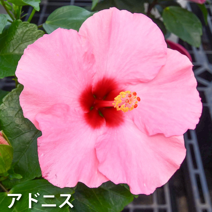 吉本花城園 爆買 ハイビスカス ハイビスキュース NEW ロングライフ