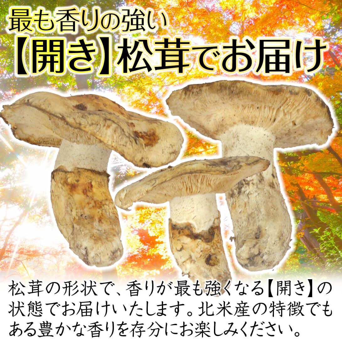 松茸 約500g 北米産 冷蔵便 ご家庭用 送料無料 食品 : 食みらい・国
