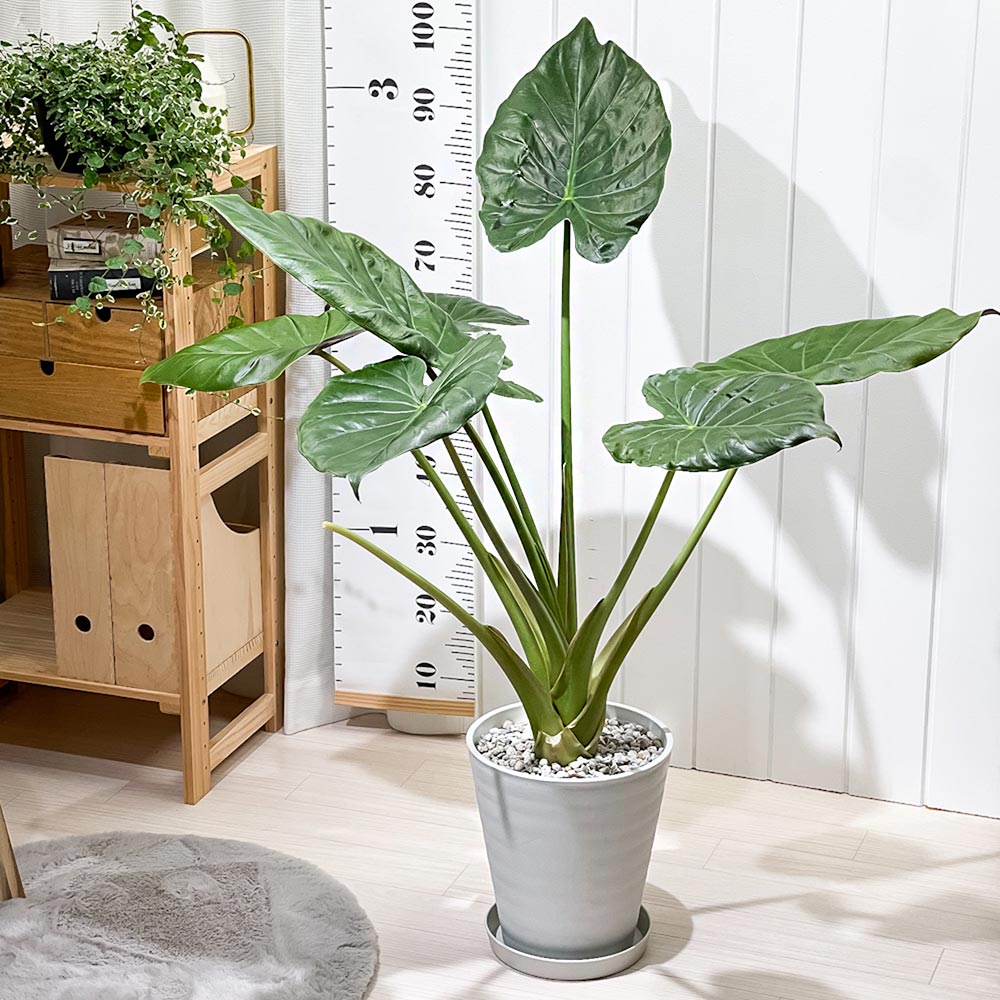 PLANCHU 観葉植物 アロカシア ウェンティー 8号鉢 受け皿付き 育て方
