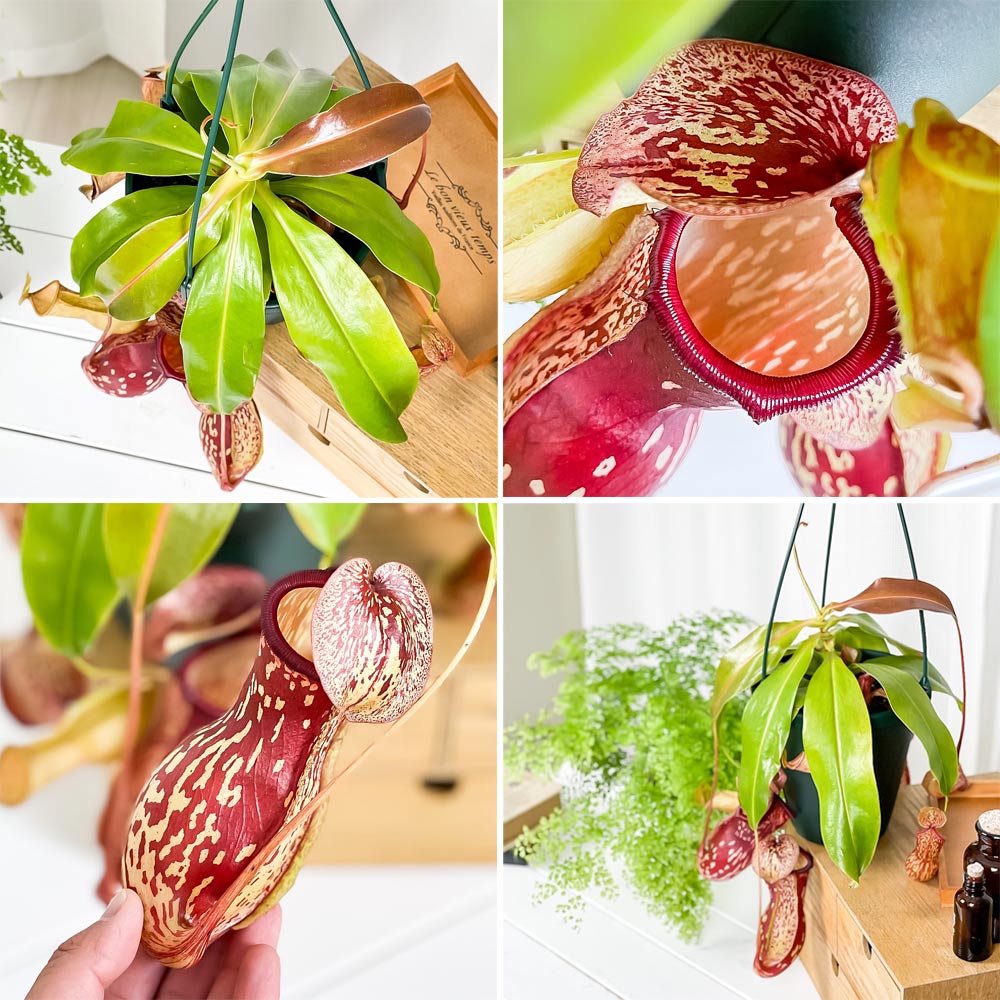 PLANCHU 食虫植物 ネペンテス ガヤ 5号吊り鉢 育て方説明書付き