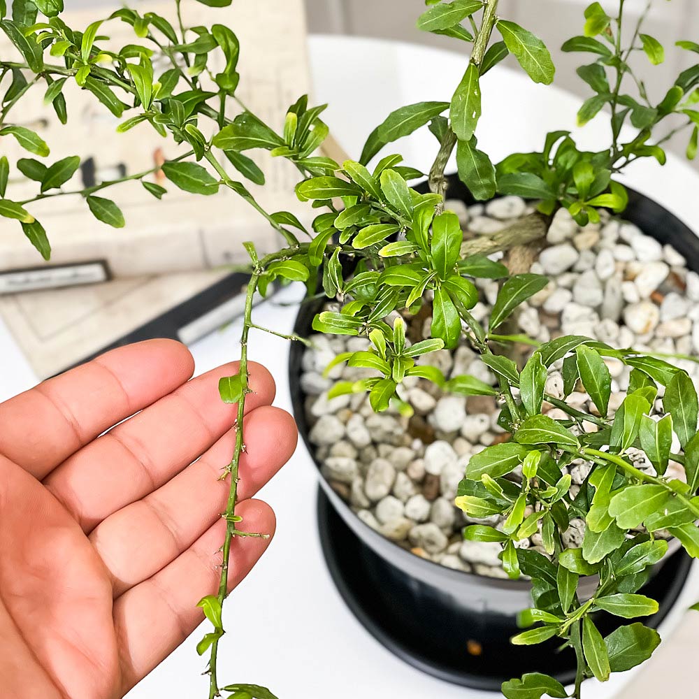 PLANCHU 熱帯果樹 フィンガーライム グリーンアリストンビル 6号