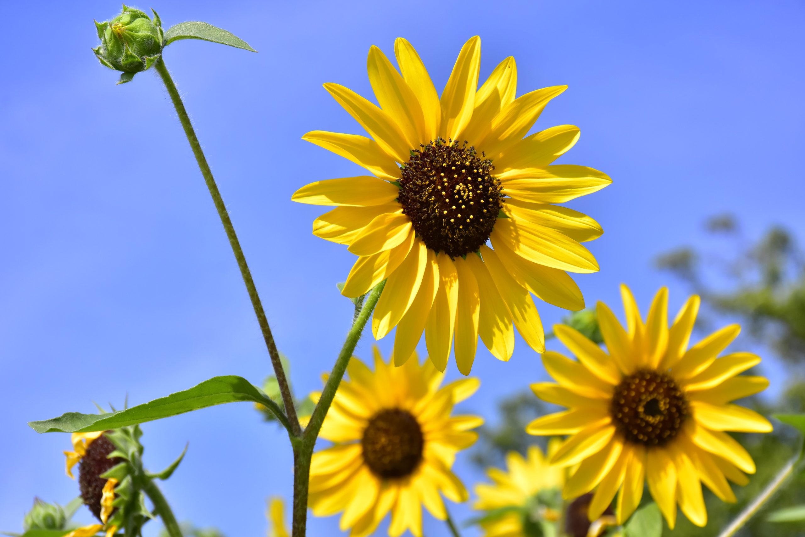 1株に100輪も!? 1,000輪も!? 人気のヒマワリ「サンフィニティ」と