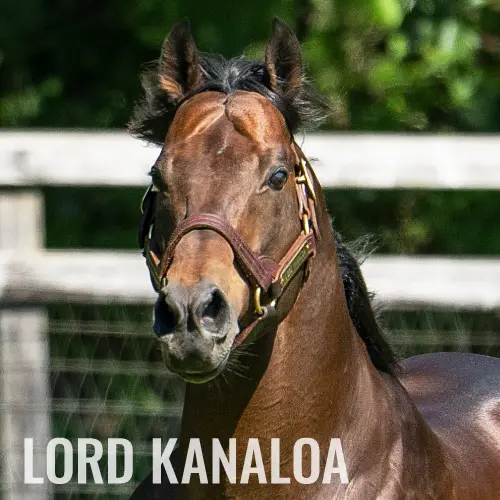 社台スタリオンステーション