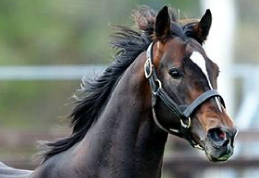 種牡馬詳細 | 社台スタリオンステーション 社台スタリオンステーション
