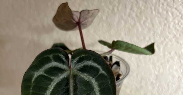 MonsteraX Marketplace | Anthurium skg silver x red crystallinum