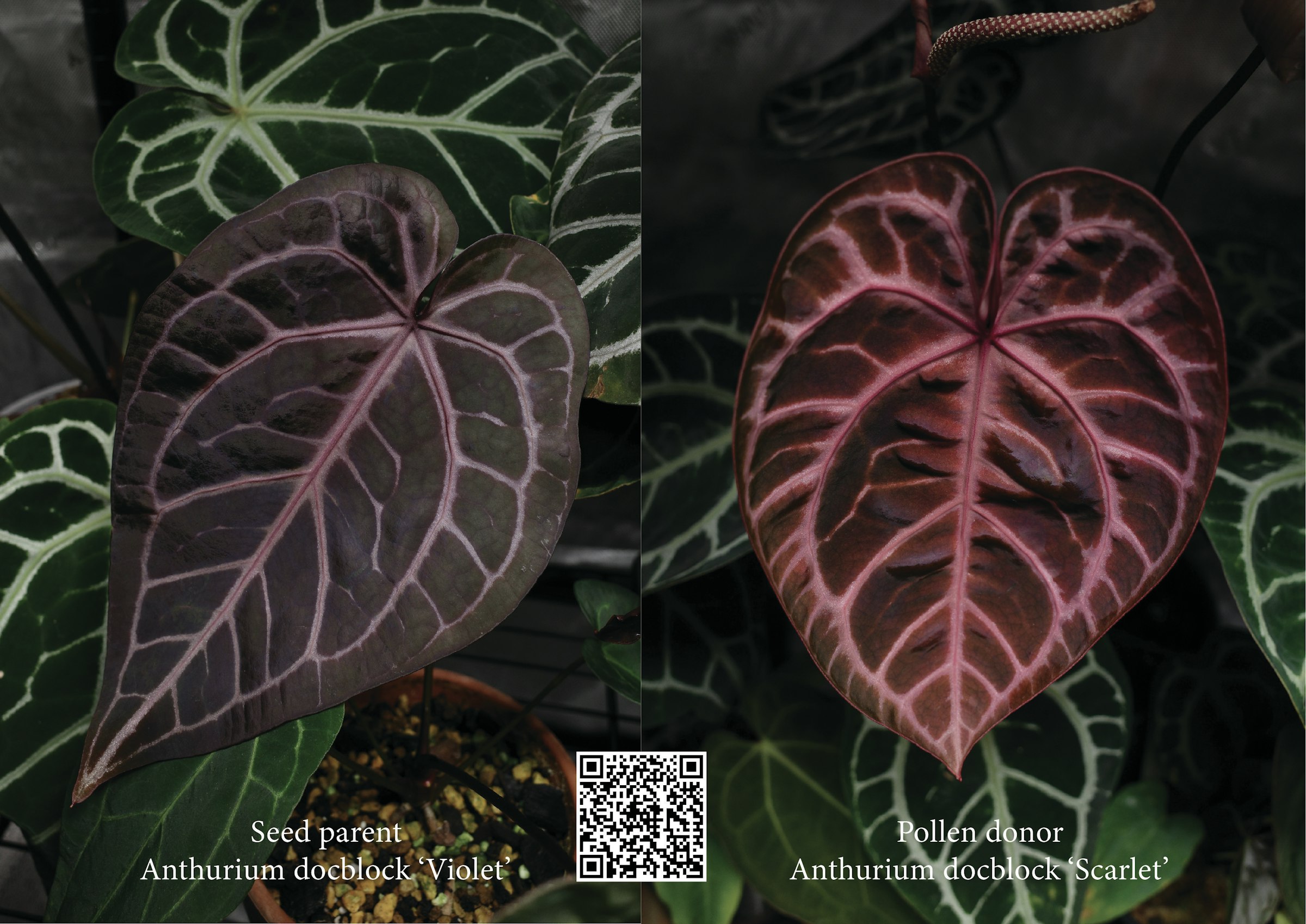 64aa5080-ecf1-4753-8eed-