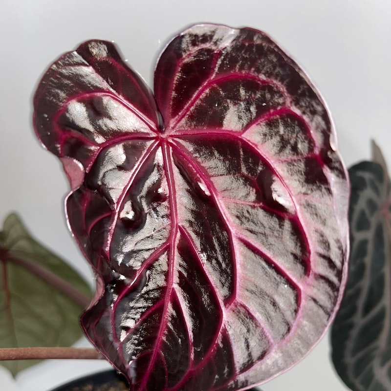 MonsteraX Marketplace | Anthurium Tezula Red Crystallinum