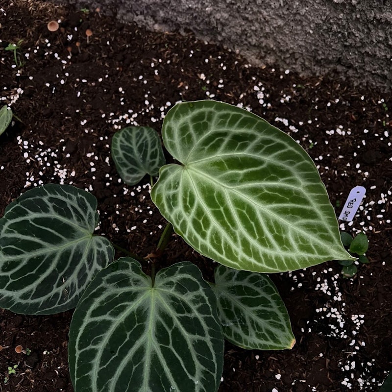 MonsteraX Marketplace | Anthurium Silver Tiger 🌱 - $288