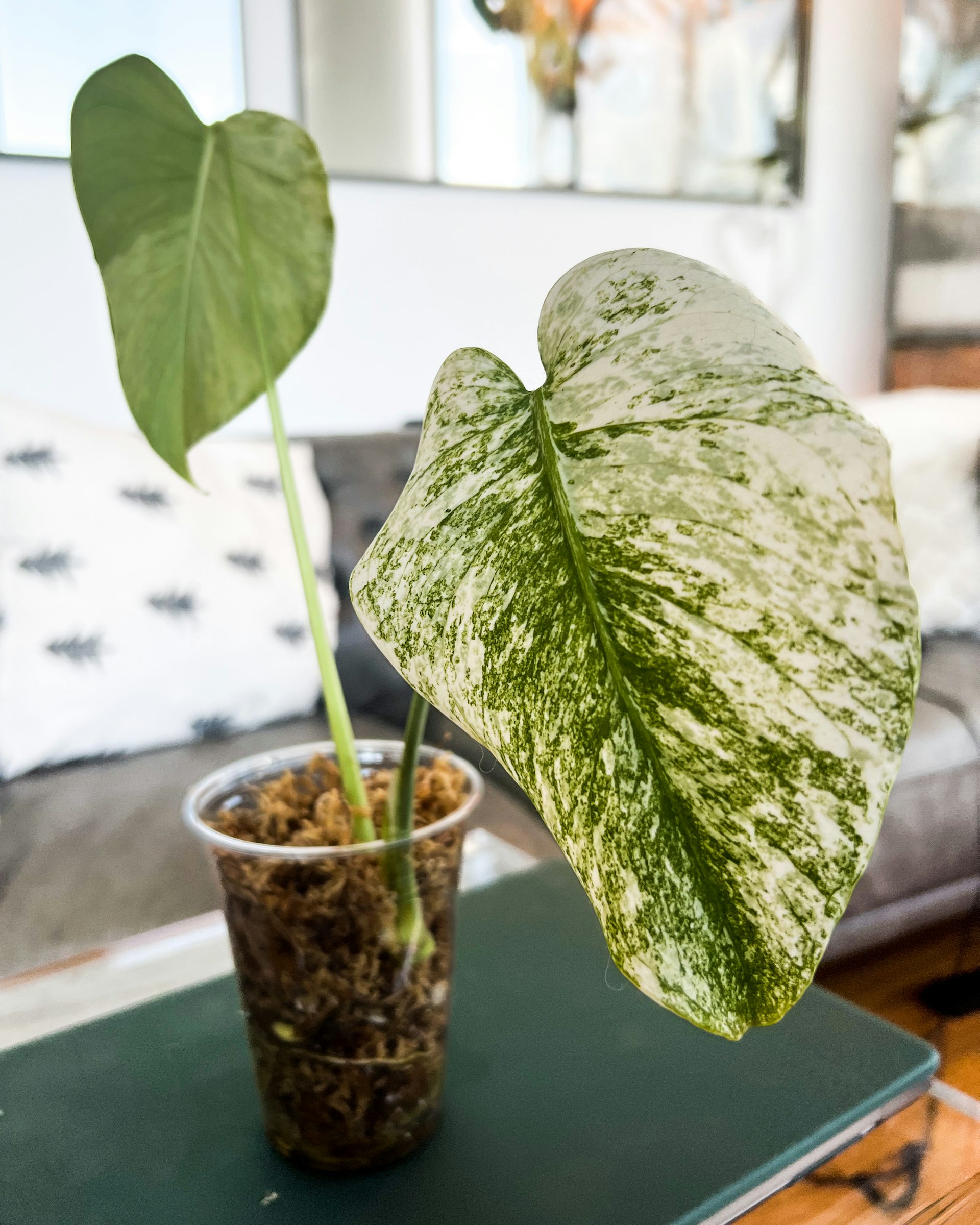 ち*か様 5株セットms32【特別選抜】ホワイトモンスター／天津蘭