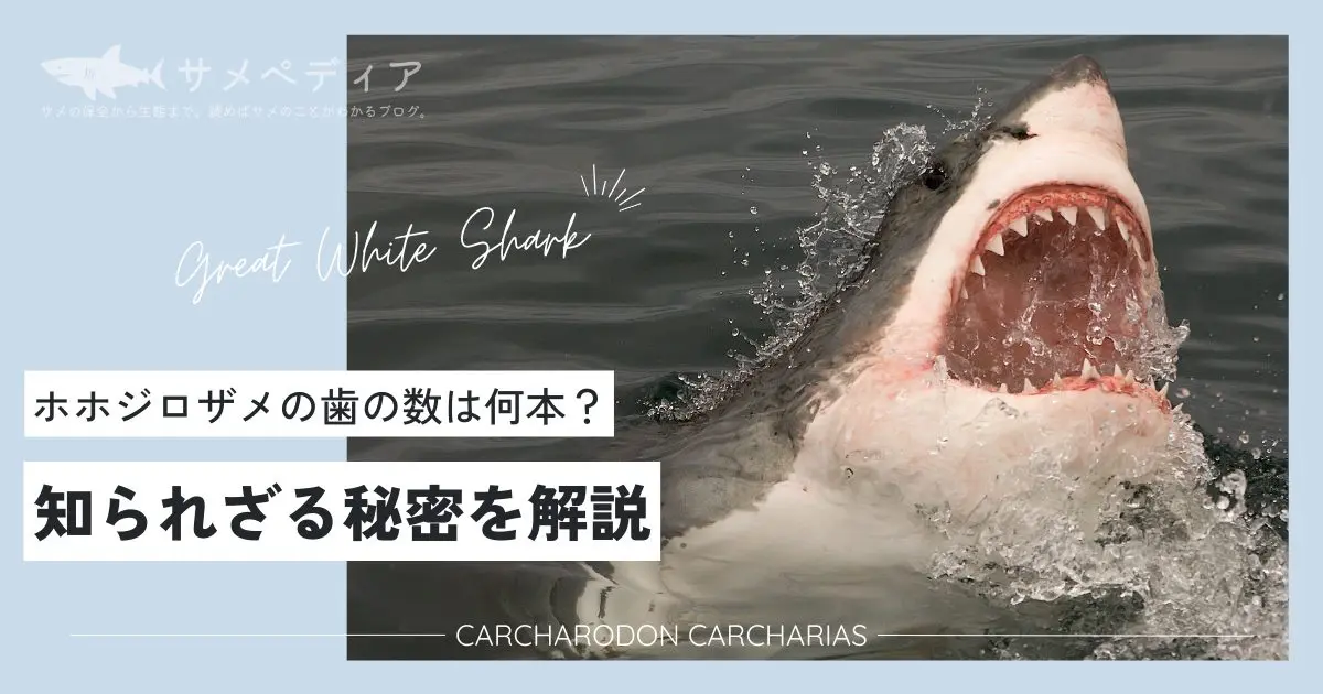 ホホジロザメの歯の数は何本？知られざる秘密を解説 - サメぺディア by