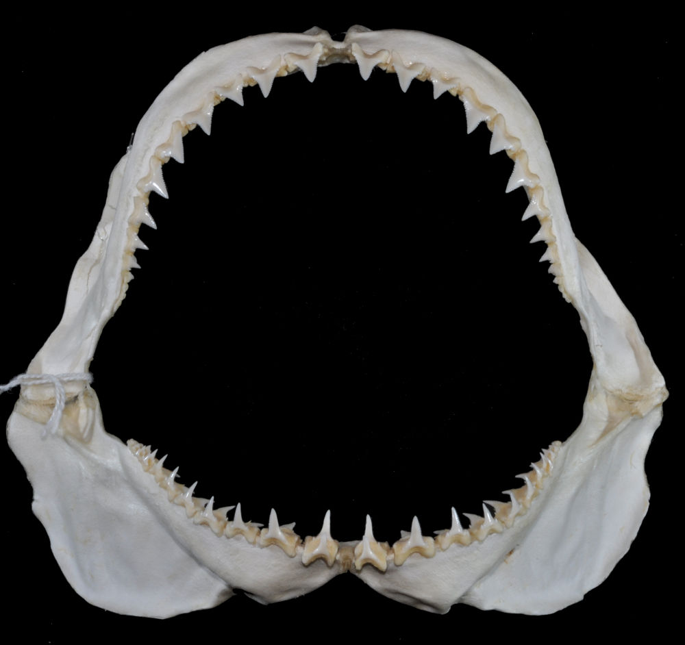 Carcharodon carcharias (LINNAEUS, 1758) | Shark-References