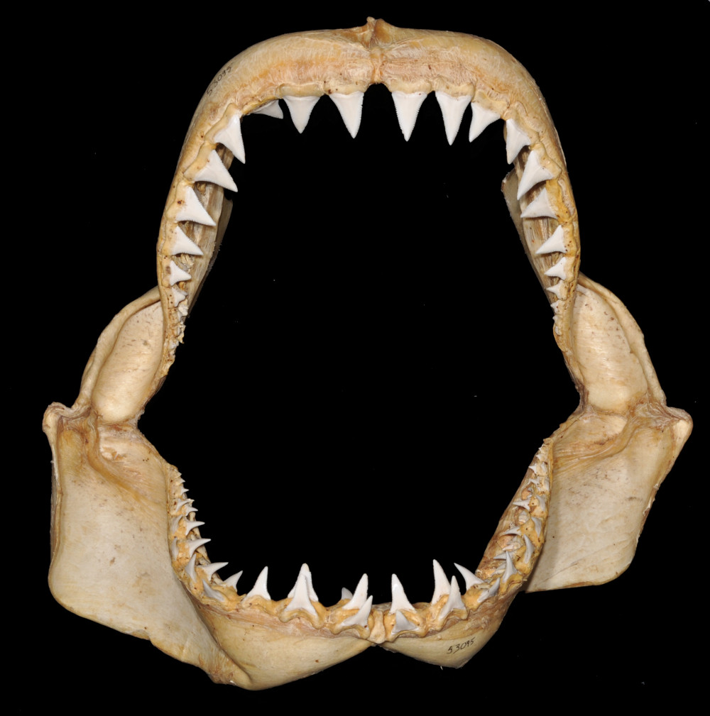 Carcharodon carcharias (LINNAEUS, 1758) | Shark-References