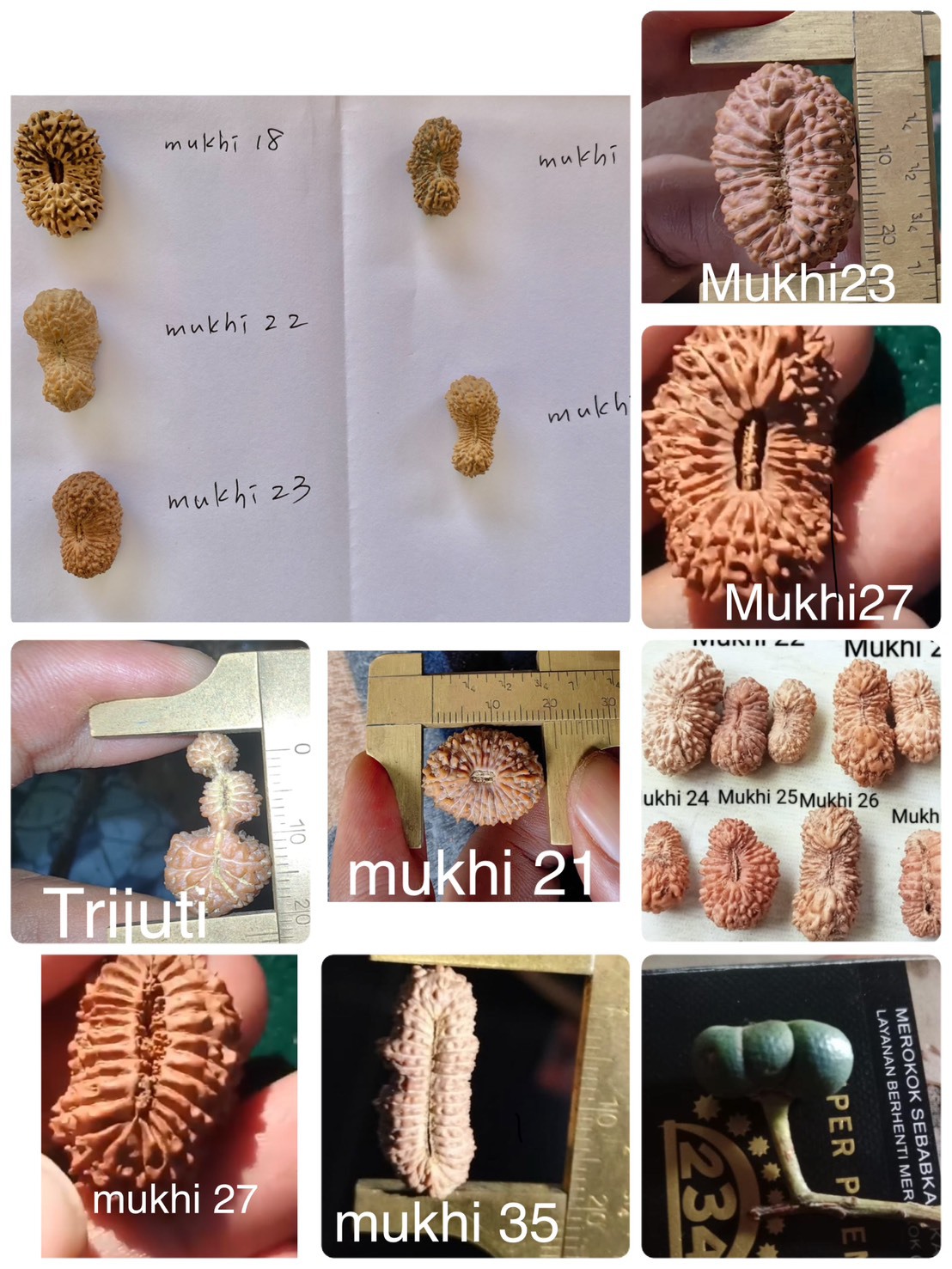 専門店だから安心！21面以上のルドラクシャをお探しの方へ