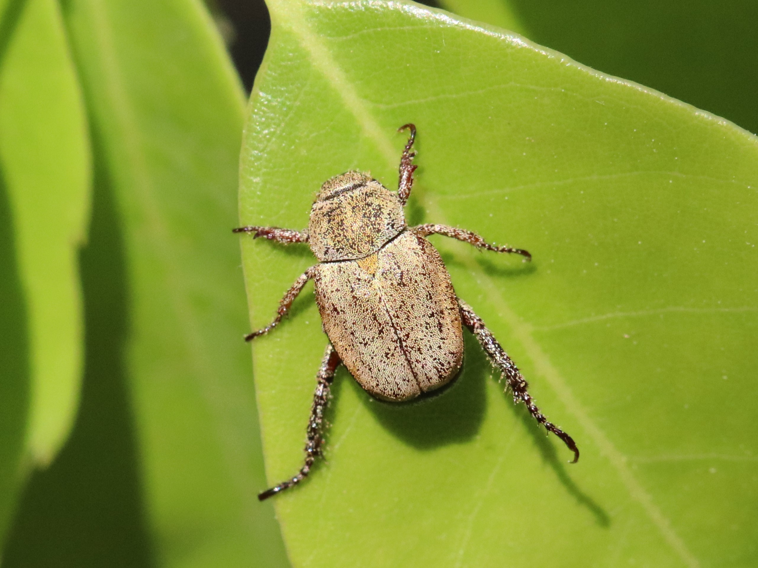 アシナガコガネ