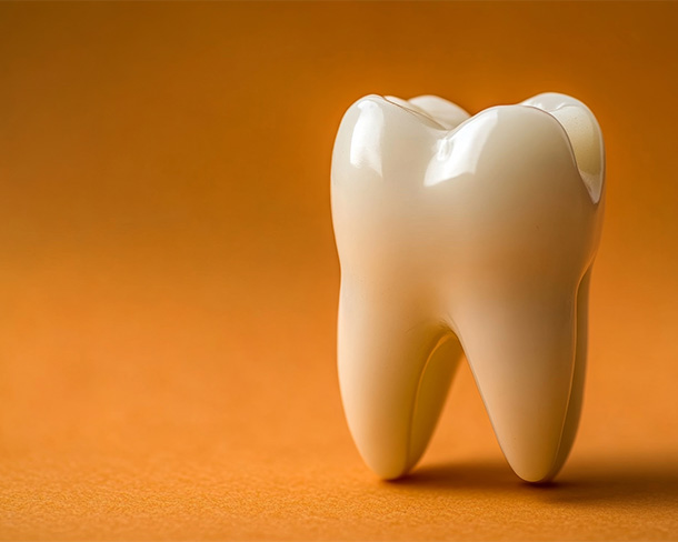 歯の根を育てたい方へ - 静岡の根管治療・歯内療法｜みしま歯内治療院