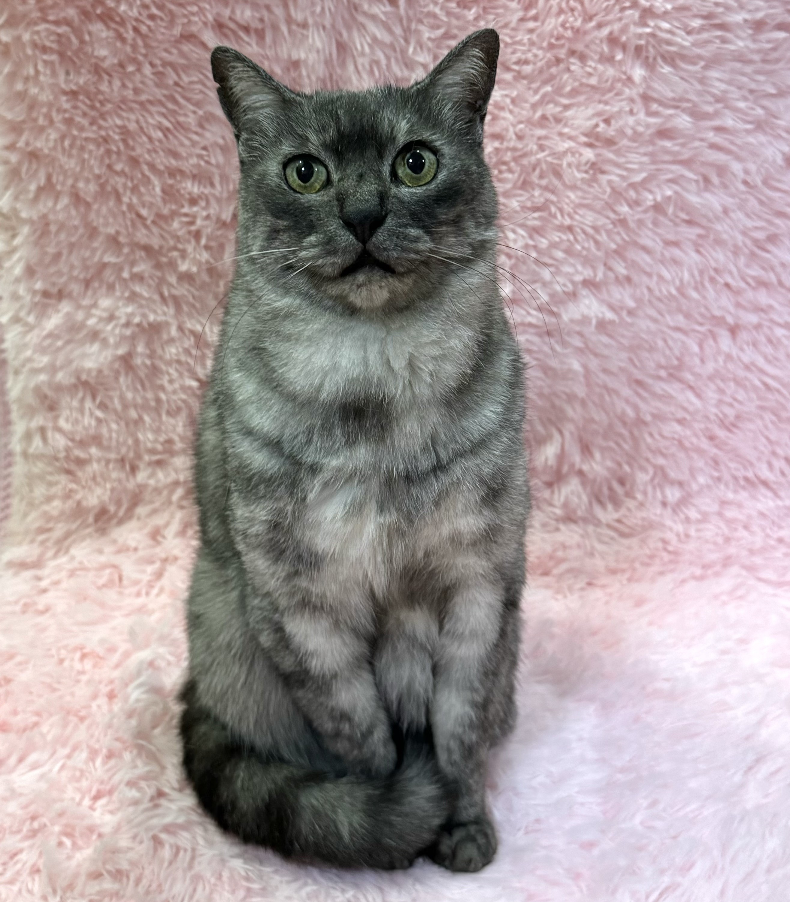 キャスカ様 | しあわせにゃんこ 東京の千駄木・谷中で活動中の猫の譲渡