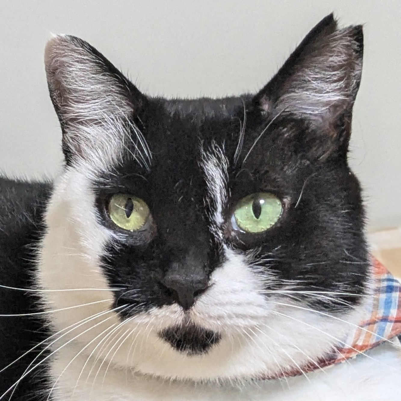 ごま 1 | しあわせにゃんこ 東京の千駄木・谷中で活動中の猫の譲渡会