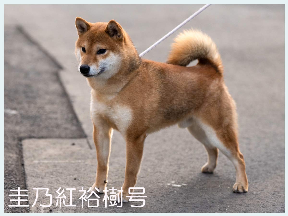 赤柴オス子犬】ID4631の価格・血統・保証内容｜安心の購入ガイド【東京