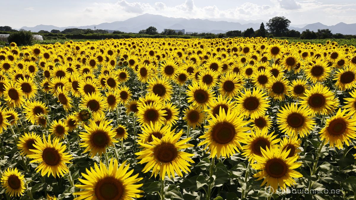EPIC〕座間ひまわり畑サイクリング - shibawannkoの撮影山行