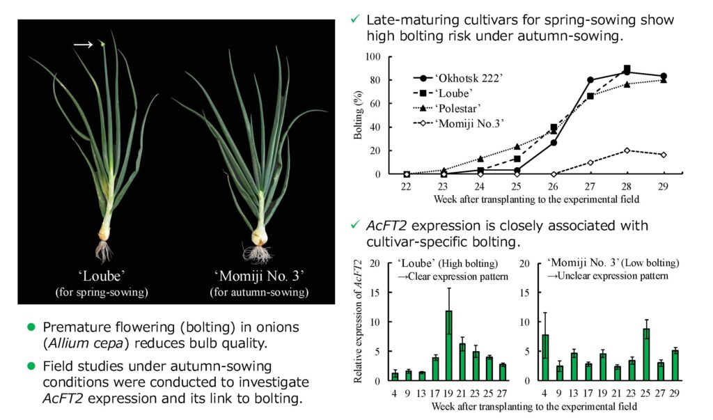 2025年度前半までの研究に関するトピックス | 園芸生産科学研究室