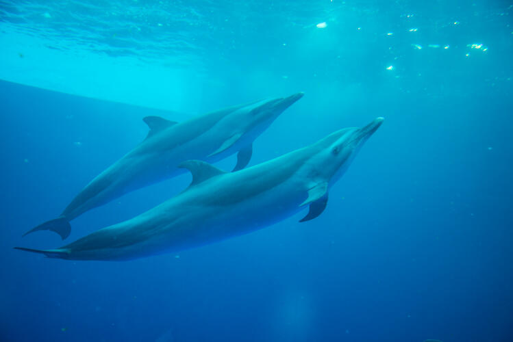 マダライルカ - いきもの紹介｜四国水族館