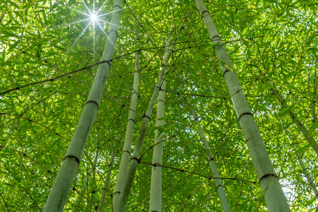 Bamboo – Japan Unveiled: Everyday Views, Overseas Amaze! – Vol.7