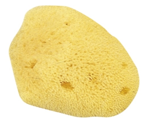 CR-SG250-AM 天然海綿（大） 1個 (ご注文単位1個)【直送品】 包装用品